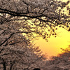 夕焼け色の桜