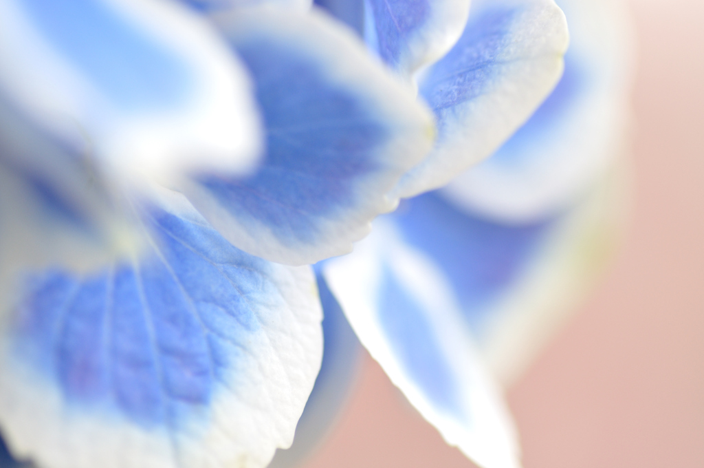 紫陽花