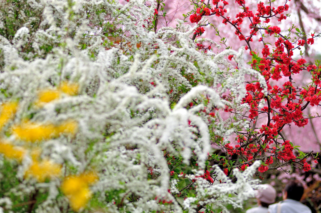 花が降ってくる