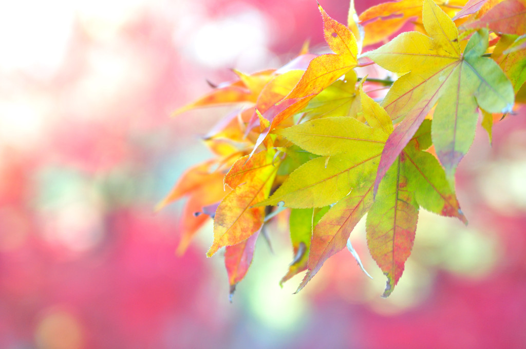 The last leaves 