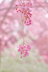 桜のシャンデリア
