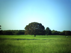 昭和記念公園