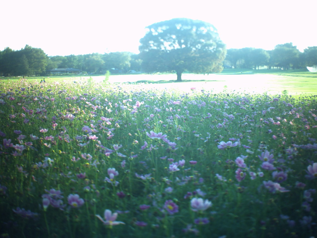 昭和記念公園