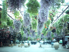 富士花鳥園