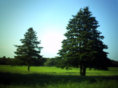 昭和記念公園