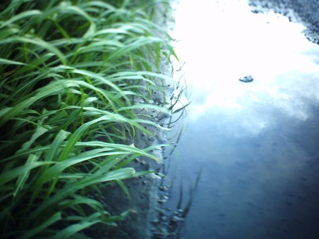 多摩川