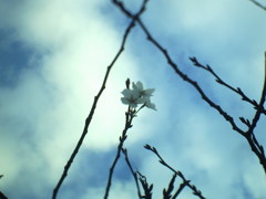 冬の桜。
