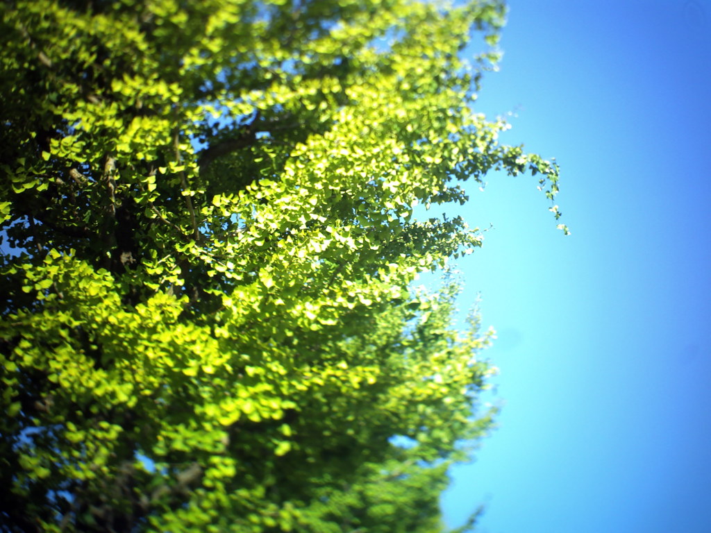 昭和記念公園