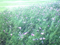 昭和記念公園