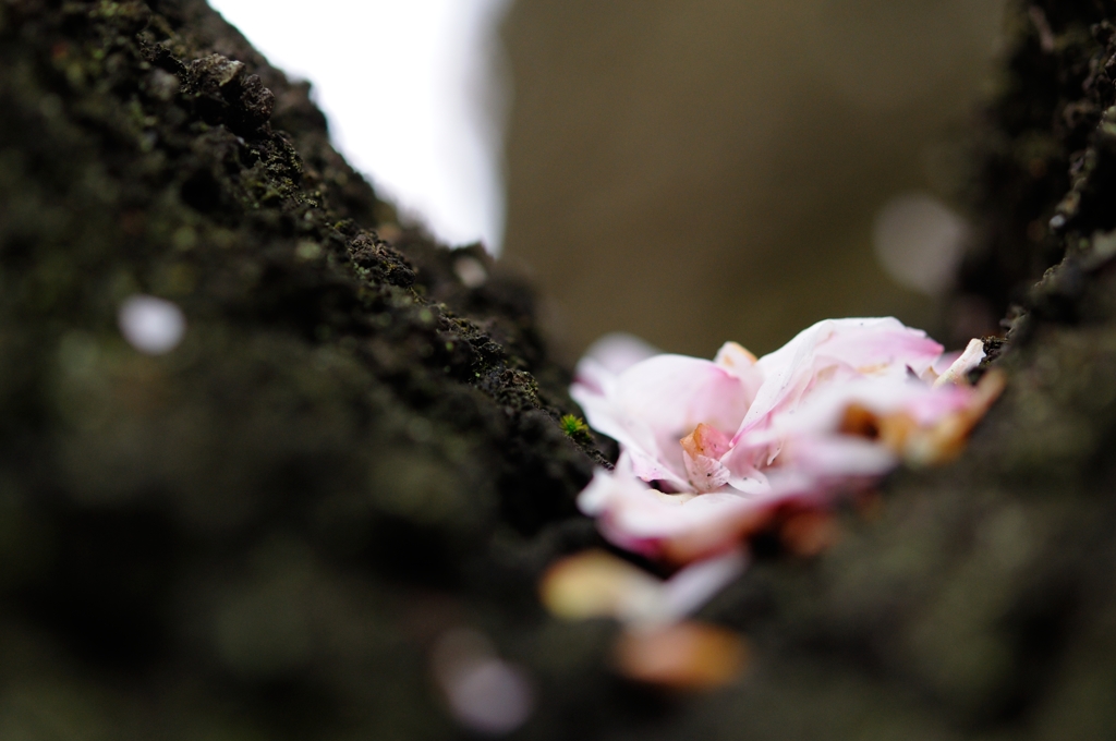 桜の虫的楽しみ