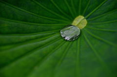 翠雨集う