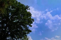 大木と空