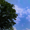 大木と空