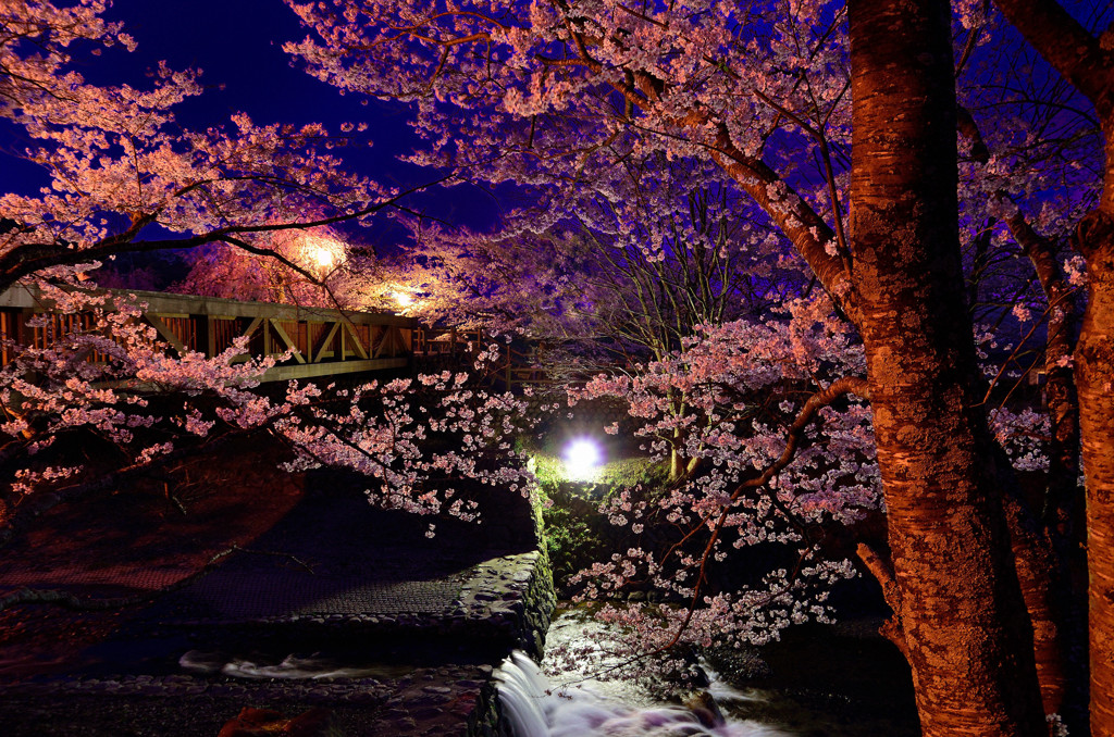 幻想夜桜