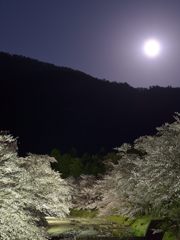 月と桜