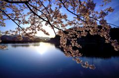 輝く水面と桜