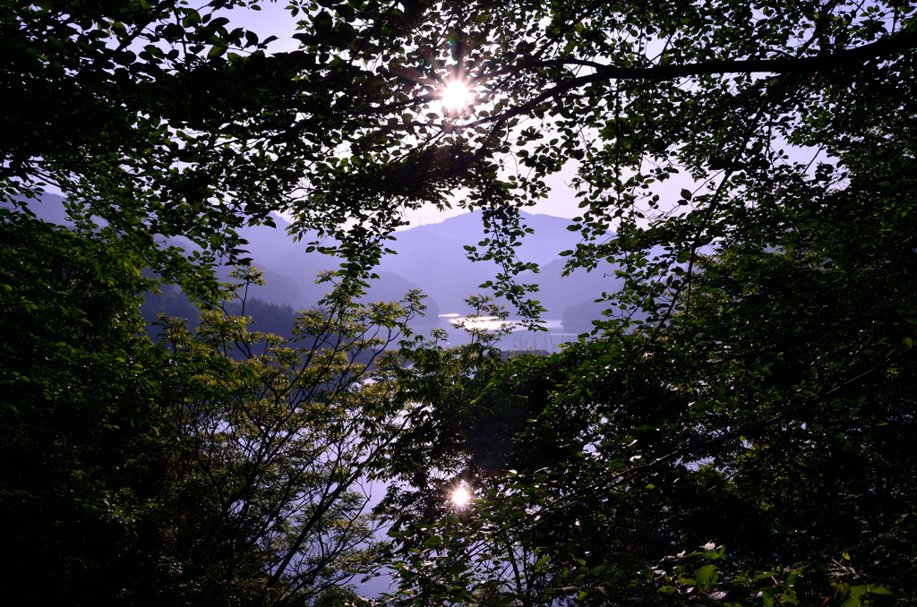 木漏れ日と二つの太陽