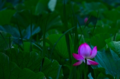 蓮の花　～咲きかけ～