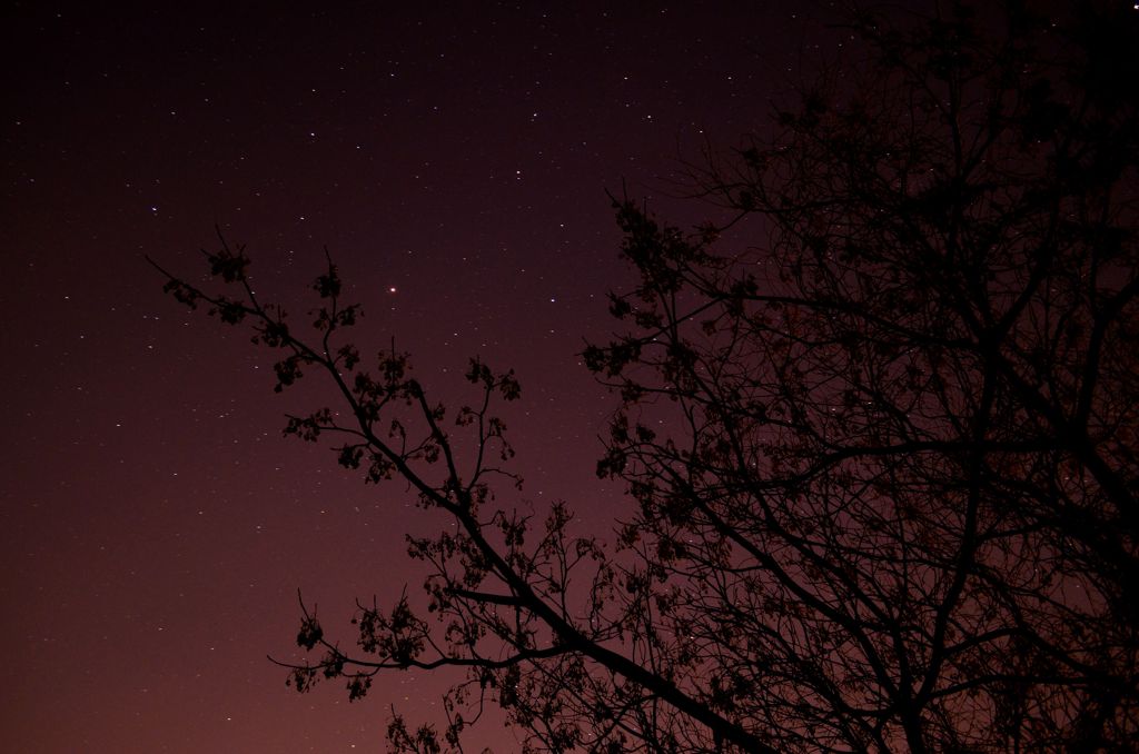 星空と黄櫨（ハゼ）