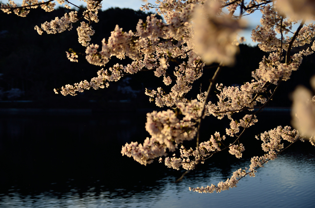 風に揺れる桜
