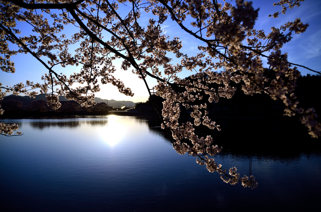 光る水面と桜