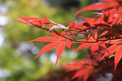 大樹寺・紅葉