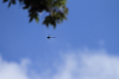 青空に！
