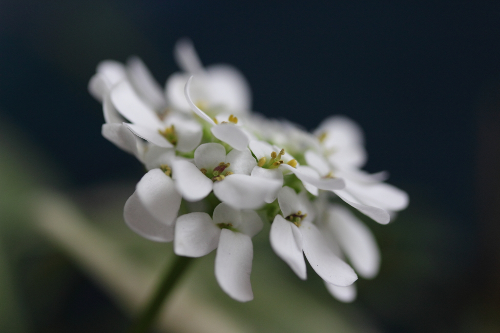 ベランダの花１