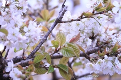 葉桜になる日