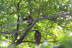 アオバズクファミリー