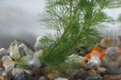 我が家の「金魚」