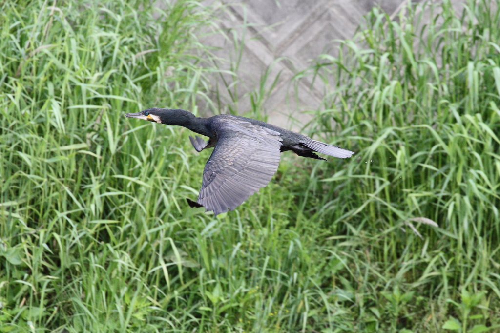 カワウ