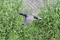 カワウ