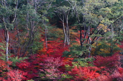 燃え盛る