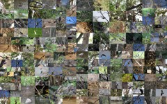 1年間で見た野鳥
