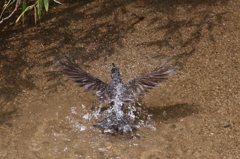 ヒヨドリ・水浴び