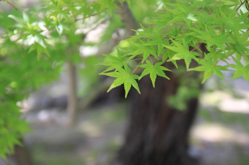 大樹寺・新緑