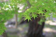 大樹寺・新緑