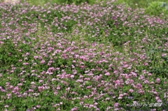れんげ草