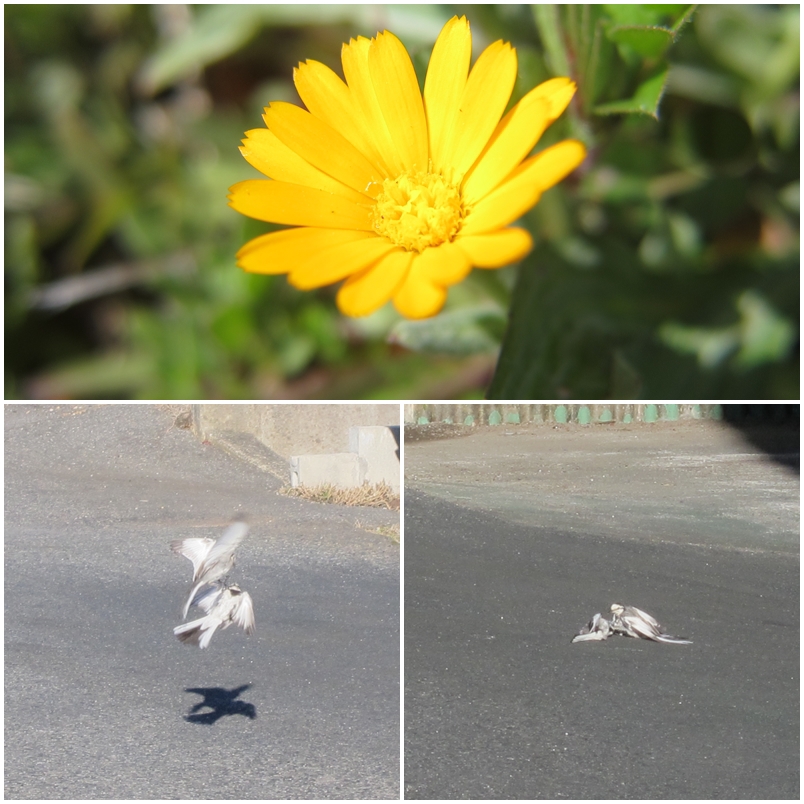 春ですね＾＾