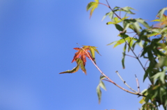 もう紅葉