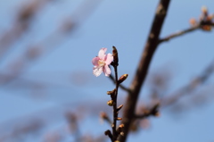 河津桜