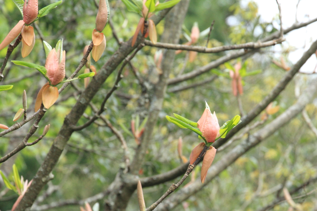 これは花なんでしょうか？