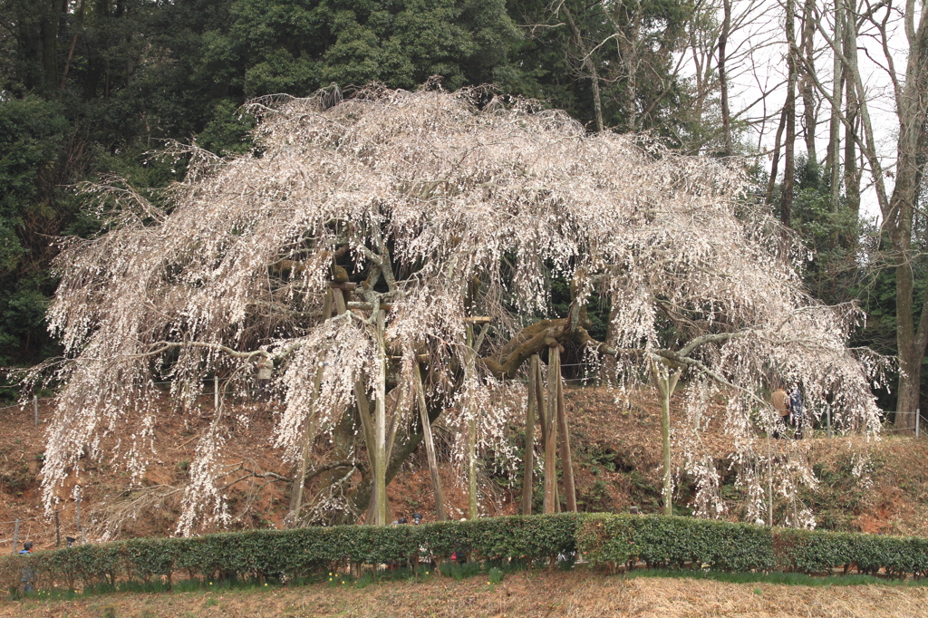 奥山田の枝垂桜