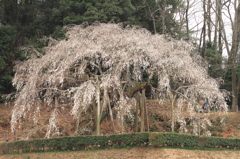 奥山田の枝垂桜