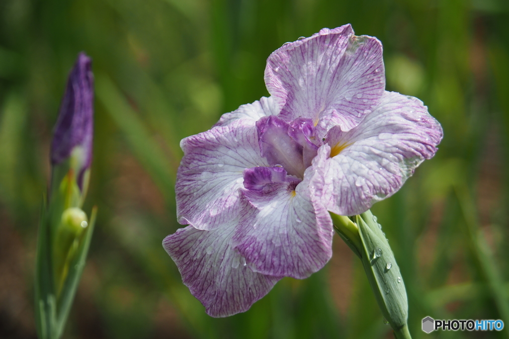 菖蒲2