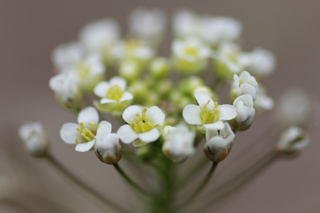 ぺんぺん草