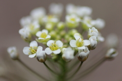 ぺんぺん草