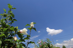 ２１日の花はムクゲでした＾＾