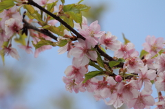 河津桜